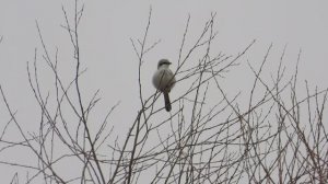 Красная Книга Новгородской области, Серый Сорокопут, наблюдение птиц в Великом Новгороде 24.03.2024