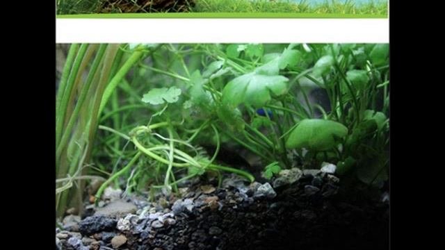 Aquael Aqua Grunt And Aqua Floran Professional In Shrimp Set 10