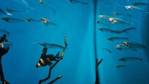 Гид по Москвариуму! Как он устроен? И даже хамелеона встретили!