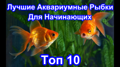 Лучшие Аквариумные Рыбки Для Начинающих. Топ 10.