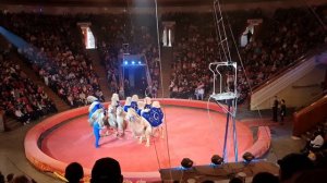 Цирк братьев Гертнер в Бишкеке. Атракцион "Дрессированные верблюды".