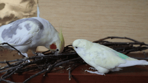 Жадный попугай не хочет делиться веточками
