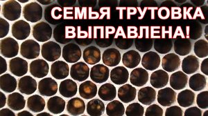 Семья трутовка выправлена! Окончание истории.