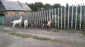 Kᴏᴢᴀ дереза на выгуле. ЛАМАНЧА, НУБИЙСКИЕ КОЗЫ.