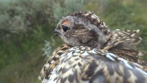 Поймал птенца белой куропатки