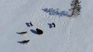 Зверовые лайки vs медведь. Потрясающая съемка с квадрокоптера