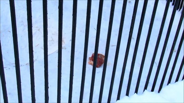 Семья росомах и Норик. 12.01.19 г. смотреть онлайн