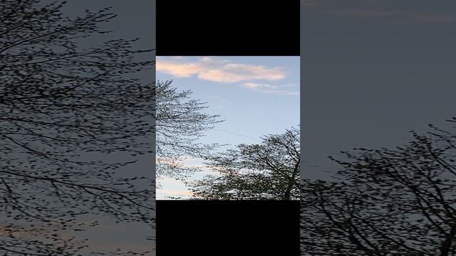 Никогда не видел ИХ в живую #shorts смотреть онлайн