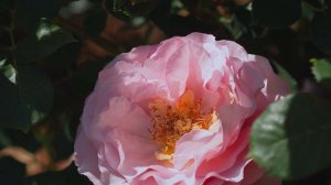 4K HDR - Rose Souvenir de Louis Amade - Delbard