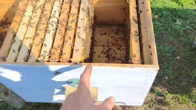 ВАЖНЫЕ РАБОТЫ в августе создаём комфорт ПЧЁЛ К ЗИМЕ на пасеке что важно знать??☝️ смотреть онлайн