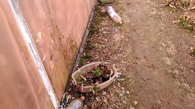 Клубника, саженцы, 04.03.17 смотреть онлайн