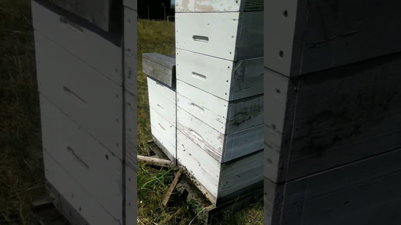 Молодая пчела смотреть онлайн