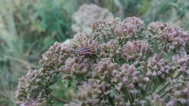 Щитник линейчатый, или графозома полосатая (лат. Graphosoma lineatum)