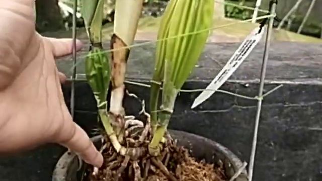 Laelia purpurata var Atropurpurea смотреть онлайн