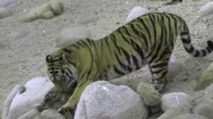 Siberian tiger kills brown bears