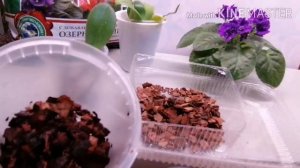 Детка орхидеи. Пересаживаю. Во что и как посадила детку от домашней орхидеи.