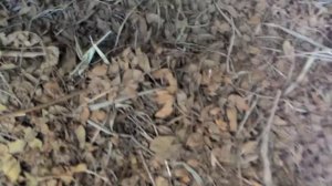 Кормление кроликов.Чем кормить кроликов.