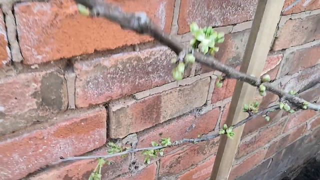 Stella Cherry Tree Cherry Blossom Fan courtyard garden смотреть онлайн