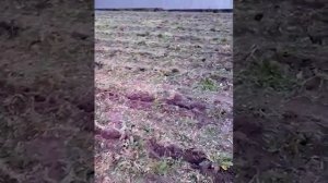 Глубокорыхлитель к мотоблоку