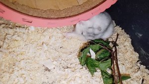 Джунгарик грызет колесо