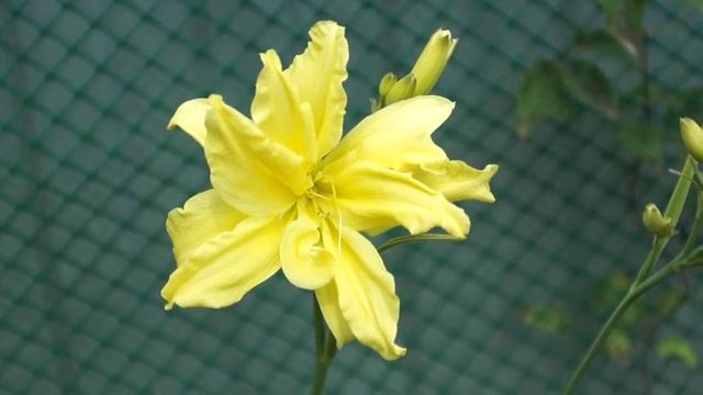 лилейник Дабл Ривер вай. смотреть онлайн