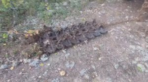 Коп металла в лесу,куча траков, такого ещё не было