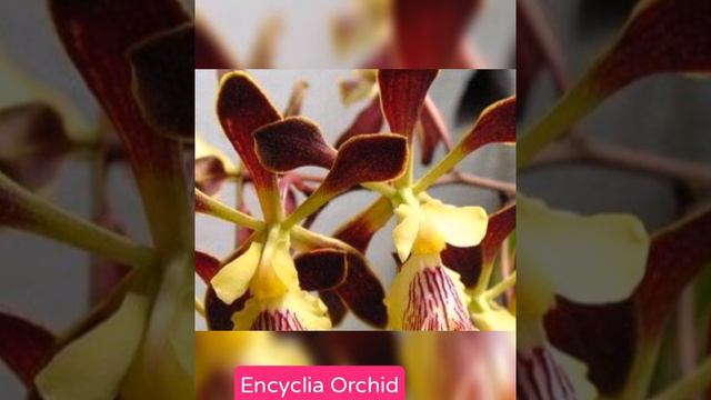 Popular Types of Orchids смотреть онлайн