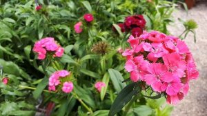 Dianthus barbatus grow and care (Sweet william)