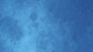 N.G: Самые опасные змеи в мире