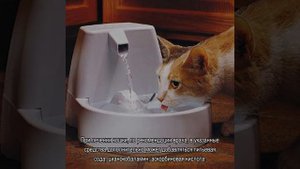 Панлейкопения у кошек: симптомы и лечение