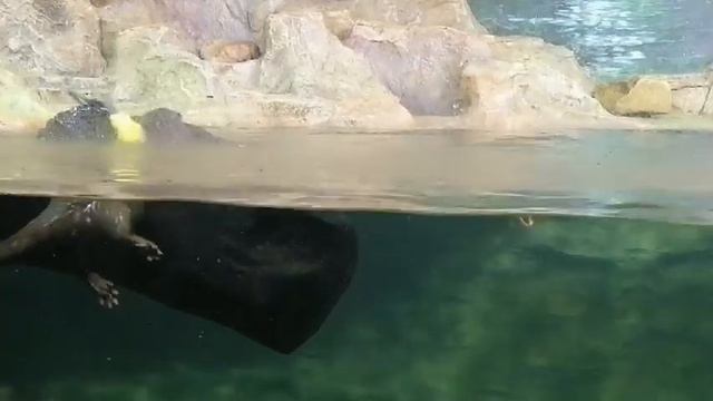 выдры в Пензе смотреть онлайн