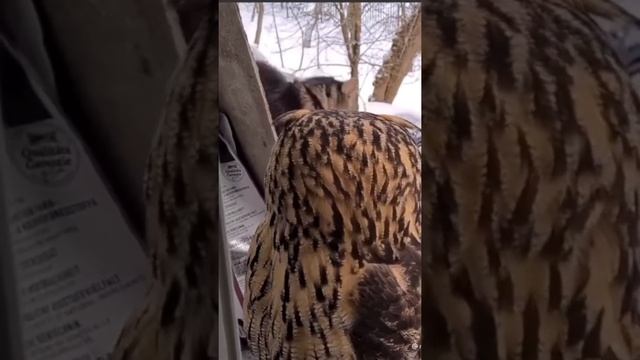 филин.mp4