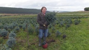 Pot Grown Christmas Trees with David Domoney