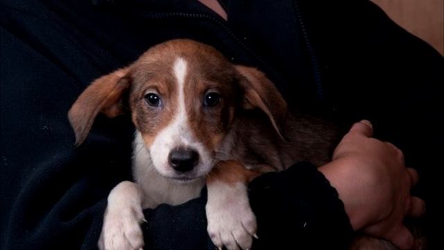 Щенок угасал на глазах с каждым днем. Узнав причину волонтеры заплакали!? смотреть онлайн