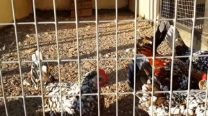 Карликовые куры Русский королек породы кур Dwarf chickens