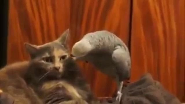 Кито робот, я тебя спрашиваю?)
