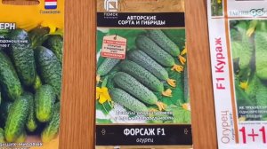 Самые урожайные и вкусные огурцы. Они проверены годами. ТОП-5 лучших.