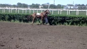 лошадь ногу сломала на скачках бедолага