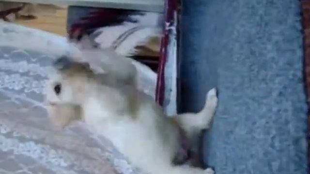 мой злой лабрадор!)) смотреть онлайн