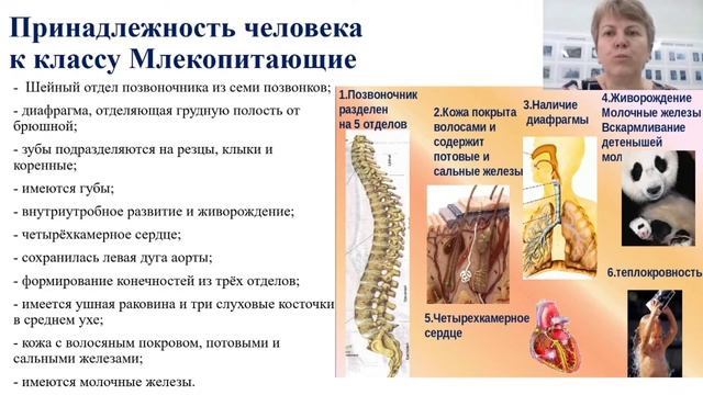 Человек представитель животного мира презентация 9 класс пономарева