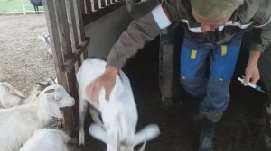 Е - селен козам