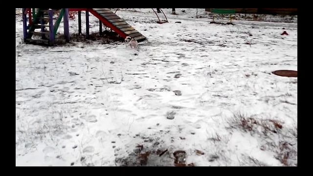 Французский бульдог футболист!) смотреть онлайн