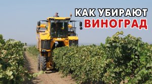 На Кубани идет уборка винограда
