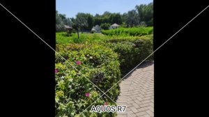 Leica Leitz Phone 2 Vs Sharp Aquos R7 Vs Sony Xperia 5 IV | Camera Test Comparison