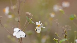 101 мысль несущая силу. Аффирмации Луизы Хей.