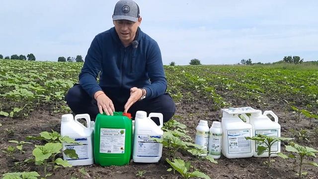 Листовая подкормка Подсолнечника Рапса Кукурузы жидкими комплексными удобрениями Реаком Фосфит Стим