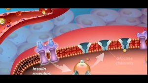 Углеводы. Сколько, когда и зачем. Классификация углеводов. Опасность избытка и недостатка углеводов