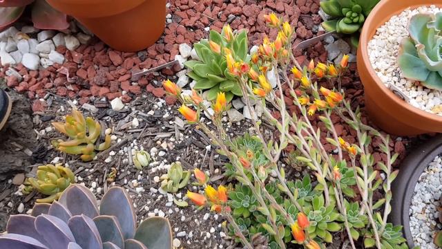 LP Bites Echeveria Set-Oliver