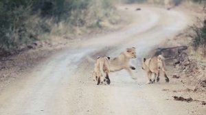 Amazing Kruger National Park Wildlife Encounters | Kruger Park Sightings