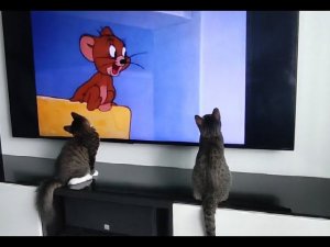 Котики...